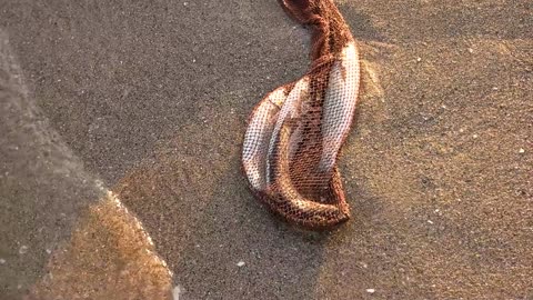 net with fish on sand clean sea water top view stop marine poaching