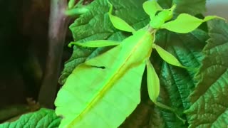 Leaf insect 4k