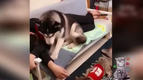 Funny Dog Husky #short #6