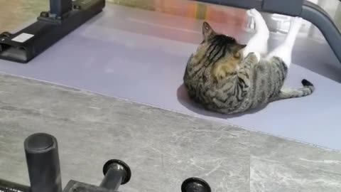 "🐈🌺Fitness Feline: Witness the Surprising Moves of a Gym-Going Cat🐈🌺"