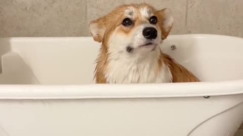 Corgis are dramatic af