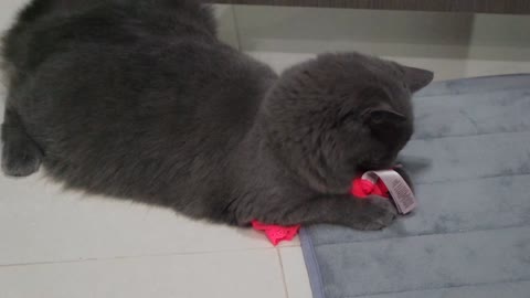 Gato atrapado en cámara robando la ropa interior de su dueña