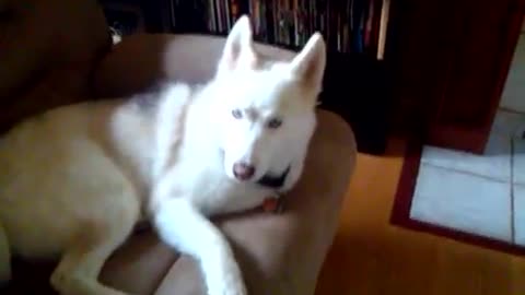 Stubborn Husky Repeatedly Says ‘NO’ When Told To Go To Kennel