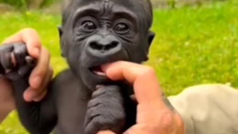 Zookeeper shows 2-month-old silverback baby gorilla getting