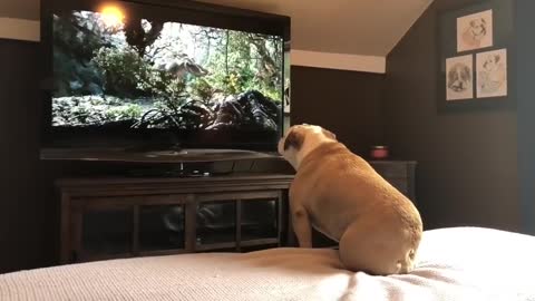 Bull dog reaction on tv...