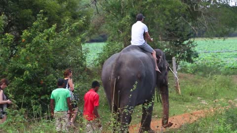Man and a kid riding an elephant in Sigiriya