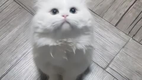 Cute little shy cat healing video series 2