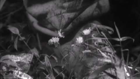 Akira Kurosawa - Stray Dog - ending, 1949