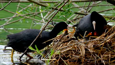 Most cute Birds | Wild birds in spring forest