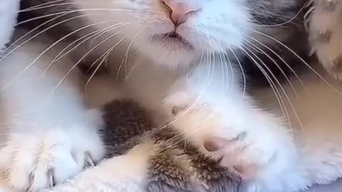 Adorable kitties sleep scene 💕💕💕😽😻