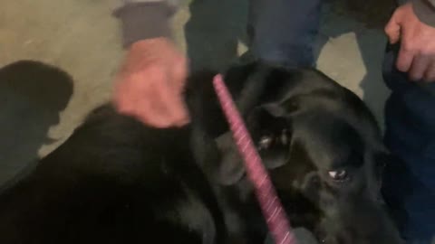 Lost Dod Reunited With Owners After Two Years