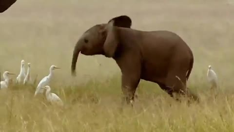 Funny & happy playing cute cute Elephant child..