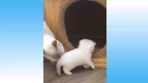 cute dogs kittens cats