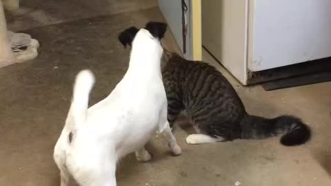 Dogs and totally fearless cat friend playing