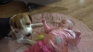 How our Protective Dog Behaves with a Little Baby