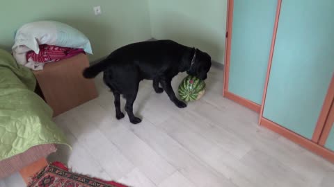 Dog playing with watermelon