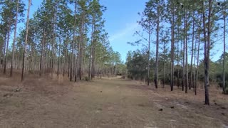 Chernobyl Memorial Trail in CN FL Hike at the Ocklawaha Prairie Restoration Showing you it ALL!