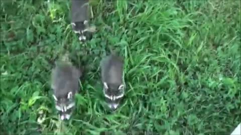 Funny Baby Racoons to make up your day