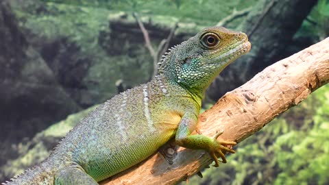 Water Dragon Lizard Chinese - سحلية الماء