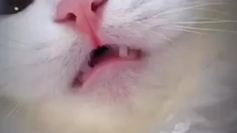 So cute cat fanny beautiful video.