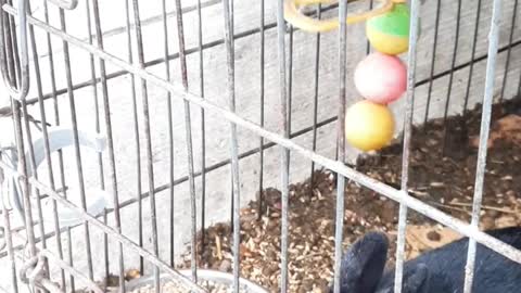 Hungry rabbits eating carrot