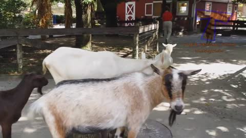 FORGET CATS! funny kids vs zoo animals are WAY FUNNIER! - TRY NOT TO LAUGH