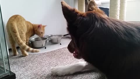 Sweet Kitten Helps Big Dog Keep Track Of His Meals