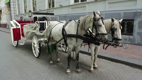 White Carriage Horses