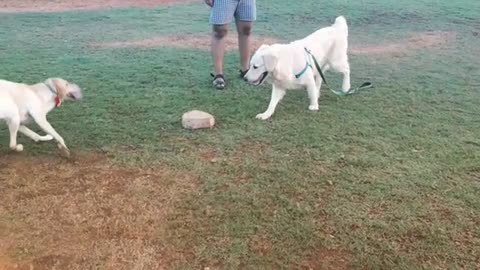 Golden Retriever drops To Ground While Playing With Labrador Retriever. Hi