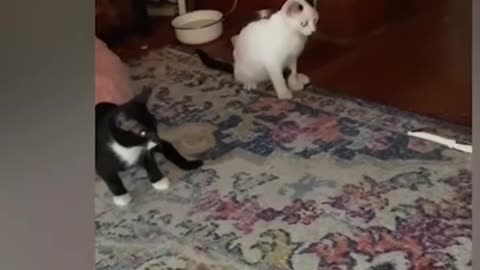 Don't miss this Funny Cat Videos 😂