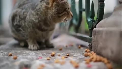 Baby cats cute and funy cat videos compilation #8 Aww animals