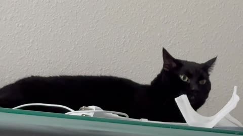 Adopting a Cat from a Shelter Vlog - Cute Precious Piper Has a Pile of Paperwork