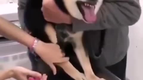 Funny video dog crying 😅🤣😂😂