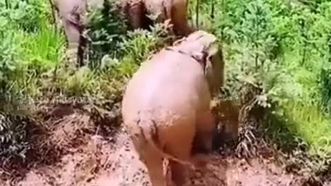 Elephant falling