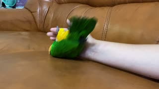 Playful Bird Dodging Blaster