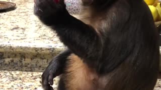 Thirsty Monkey Enjoys Favorite Treat