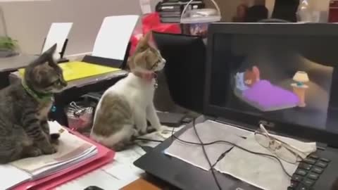 Two cat's watching Tom & Jerry it's amazing reactions