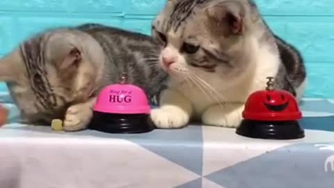 Lovelycats having fun together