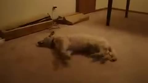 The walking Sleep Dog