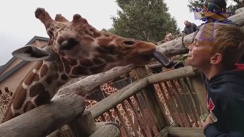 FUNNY KIDS VS ZOO ANIMALS are WAY FUNNIER 😂😂😂😂