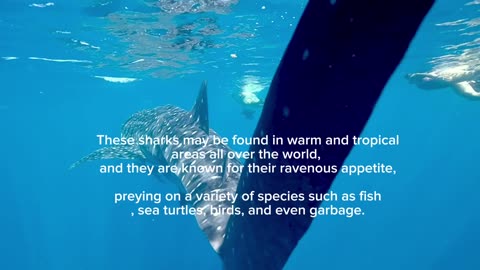 Do you know about the Tiger Shark?