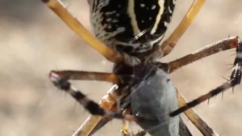 Closeup of spider