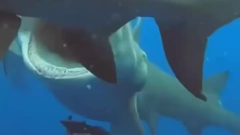 hungry megalodon shark eats friend