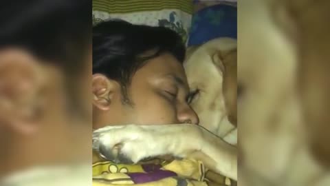 I found my husband sleeping like this with Labrador