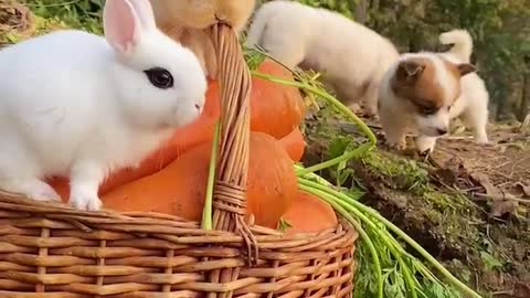 Lovely little rabbits