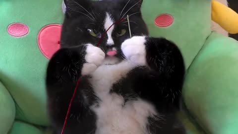 Funny and Cute Cats Videos #138