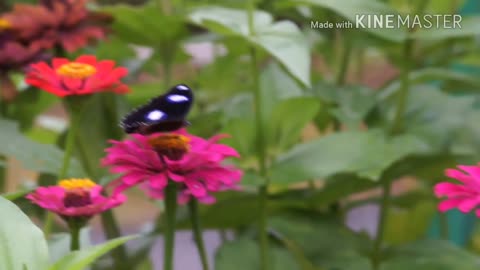 Vlog Butterfly in flower Gita Persada Butterfly Park