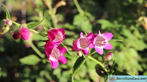 Flower Blooming After Frost - Growing in the Garden with God