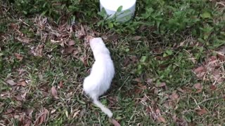 Adorable ferret, Twiggy going wild outside. See description.