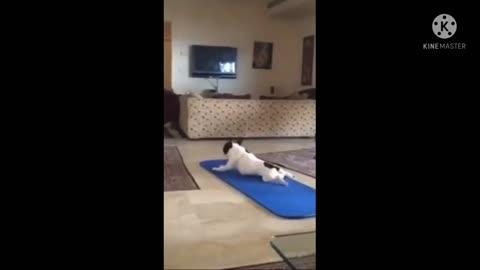 Workout Dog Push-up | Lazy Dog
